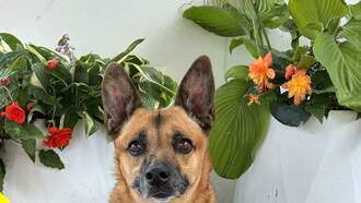 FIDO-Friday's Oregon Dog Rescue Featured Shelter Dog-PERLA