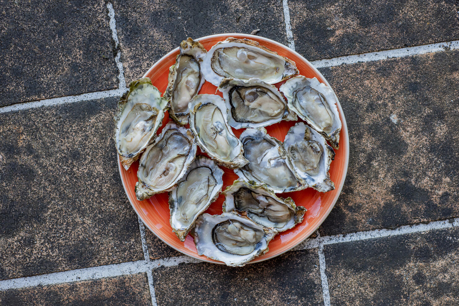 Top view closeup of open oysters
