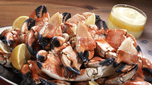 Stone Crab Season Officially Starts Today