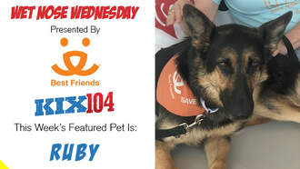 Meet Ruby – Our Wet Nose Wednesday Star 🐾