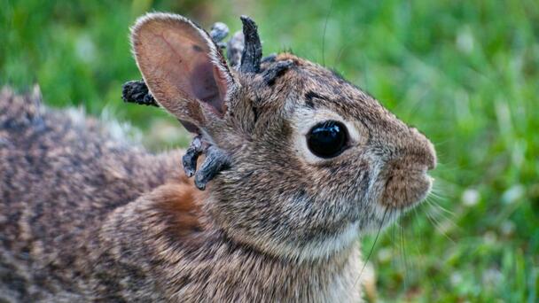 'Frankenstein Bunnies' With 'Horns' Spotted Around Colorado