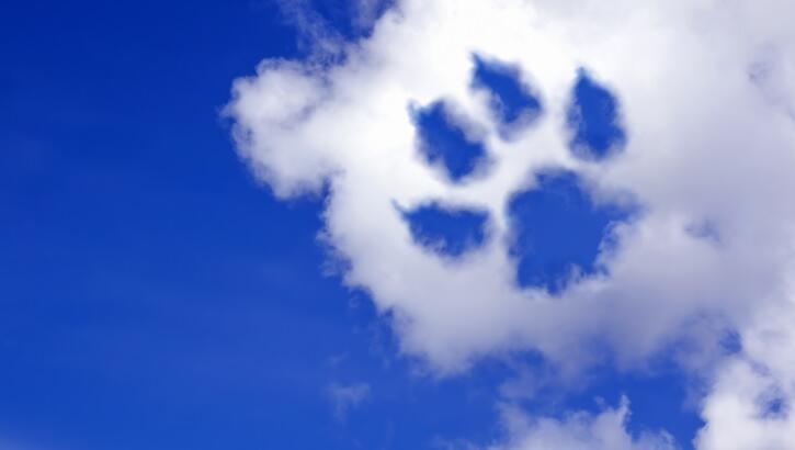 Grieving Pet Owners in China Cry Foul Over Online 'Animal Communicators'
