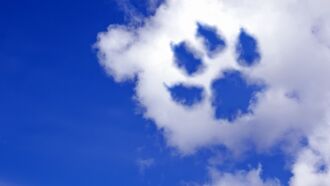 Grieving Pet Owners in China Cry Foul Over Unscrupulous Online 'Animal Communicators'