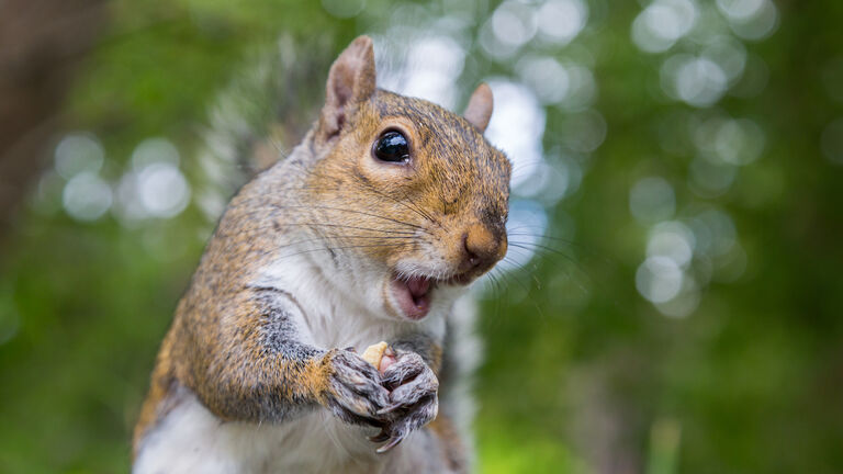Grey squirrel in Botanic Gardens, Dublin, Ireland