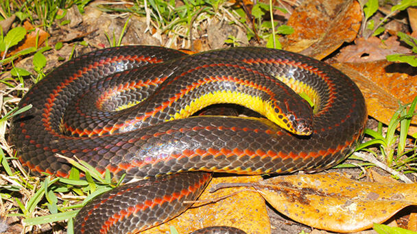FWC Asks Public to Report Sightings of Rare Rainbow Snake 