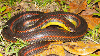 FWC Asks Public to Report Sightings of Rare Rainbow Snake 