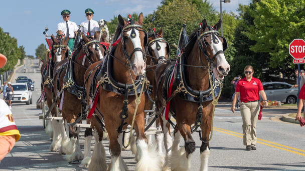 Justin Berry Shares Details of Budweiser Clydesdales Coming to Mid-Ohio