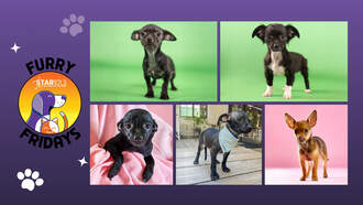 Meet Pets From Berkeley Humane On Furry Fridays!