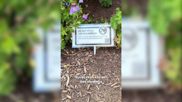 WATCH: WBZ NewsRadio's Kyle Bray Takes On The Squirrels In Boston