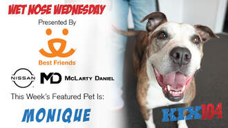 Meet Monique – Our Wet Nose Wednesday Pet of the Week! 