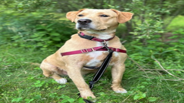 Meet the CT Humane Society's Adoptable Pet of the Week: Garfield