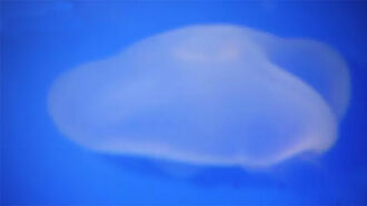  Watch: "Jellyfish UFO" Recorded in Idaho & Utah