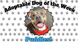 Todd Matthews - Andrea's Shelter Spotlight: Meet Puddles!