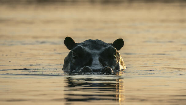 11 Missing After Hippo Capsizes Boat