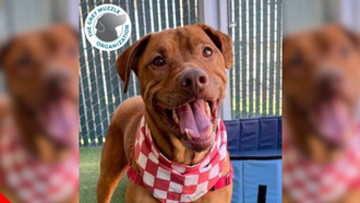 Sacramento SPCA Pet of the Week: Red!