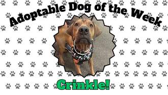 Todd Matthews - Andrea's Shelter Spotlight: Meet Crinkle
