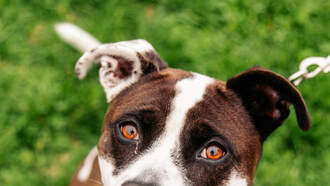 Andi's Adoptables: Meet Molly!