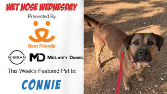 Meet Connie – This Week’s Wet Nose Wednesday Star 