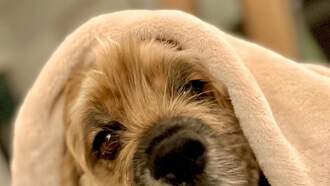 Pet Of The Week...Max