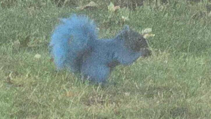 Video: Painted Squirrels Perplex Wildlife Officials in Connecticut