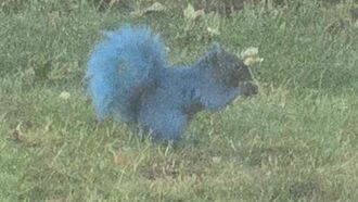 Video: Painted Squirrels Perplex Wildlife Officials in Connecticut