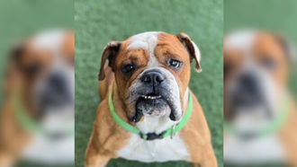 Sacramento SPCA Pet of the Week: Fred!