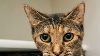 Andi's Adoptables: Meet Layla!