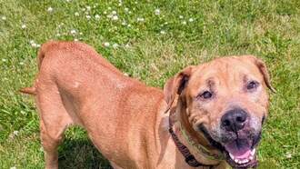 Pay It Forward For Pets - Ruby