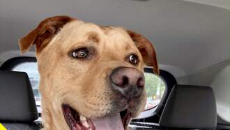 Sega is this week's Featured Furry Friend from the Cleveland APL!