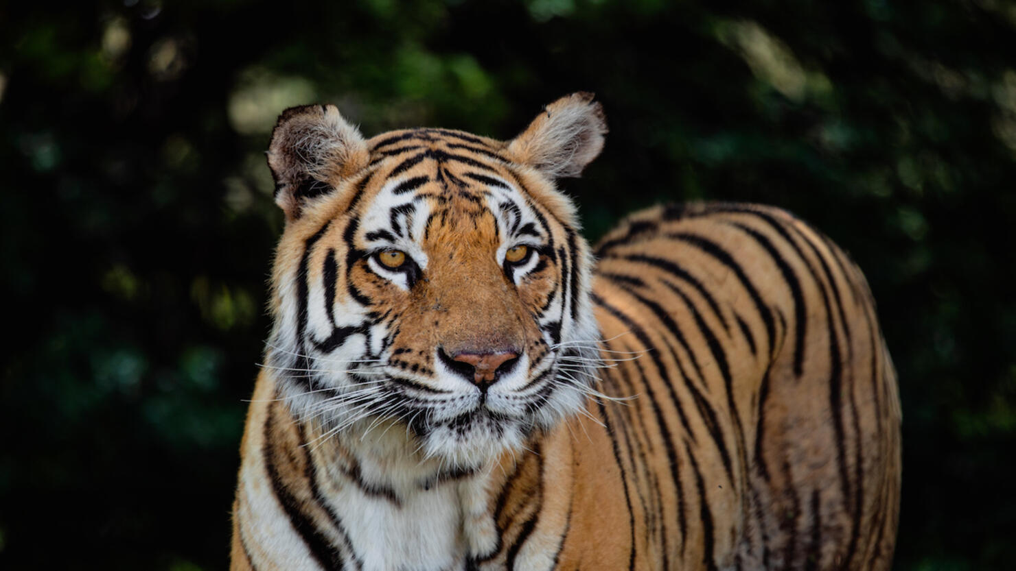 Tiger on the prowl photographed from a close up point of view, Tiger Canyon Private Game Reserve, Free State, South Africa