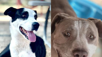  The Edge Pet of The Week 9/22