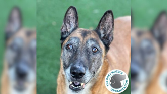 Sacramento SPCA Pet of the Week: Bear!