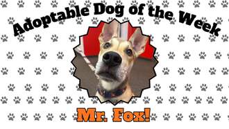 Todd Matthews - Meet the Fantastic Mr. Fox!