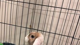 Pet of the Week...Shumai