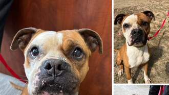 Pay It Forward For Pets - Dice