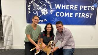 Let's Help My Pet Of The Week, Candy Corn!