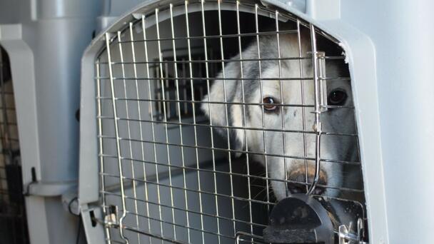 41 Dogs Rescued 