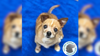 Sacramento SPCA Pet of the Week: Maxy!