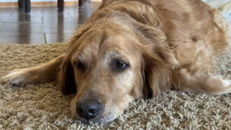 The Most Popular Dog Names For 2025