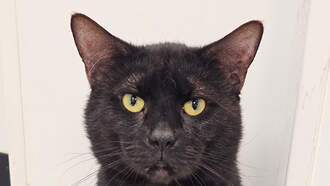 Andi's Adoptables: Meet Middle!