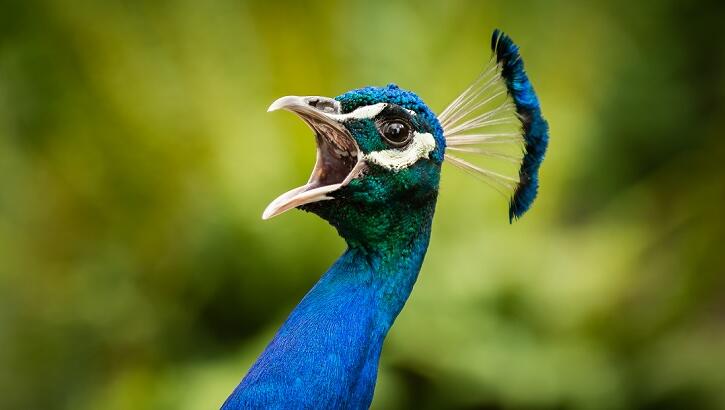 Man Allegedly Eats His Pet Peacocks to Spite Neighbor Who Kept Feeding Them