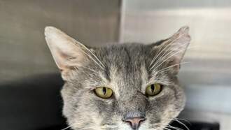 Tagalong is this week's Featured Furry Friend from the Cleveland APL!