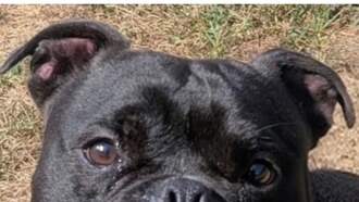 Pay It Forward For Pets - Christopher 