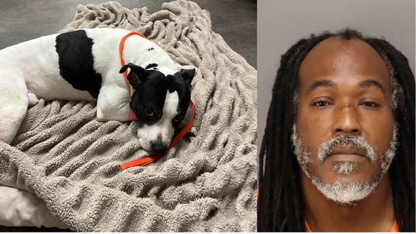Pit Bull Saves Teen From Would-Be Abuser, Say Pinellas Deputies