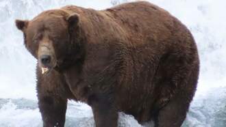 Stacey & Mike's Happy News: And the Chunkiest Bear Crown Goes To...