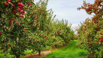 The 10 Best Apple-Picking Spots Near Harrisonburg, VA