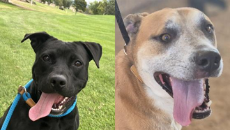  The Edge Pet of The Week 10/6