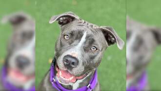 Sacramento SPCA Pet of the Week: Stella!