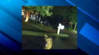 The Penthouse - Good Boy! Bodycam Captures Dog Leading Florida Deputy To Injured Senior