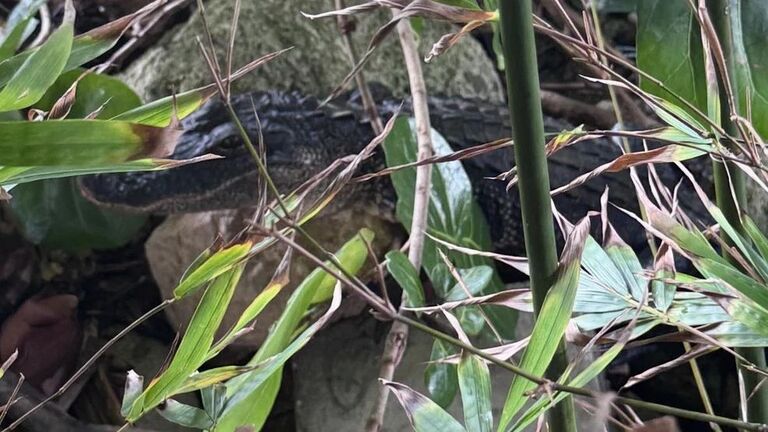 Alligator Walks Into Bar In Stuart